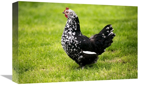Global Gallery GCS-397528-1218-142 12 x 18 in. Domestic Chicken, G