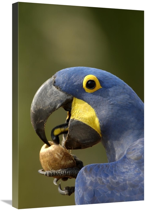 Global Gallery GCS-453147-2030-142 20 x 30 in. Hyacinth Macaw Cracking