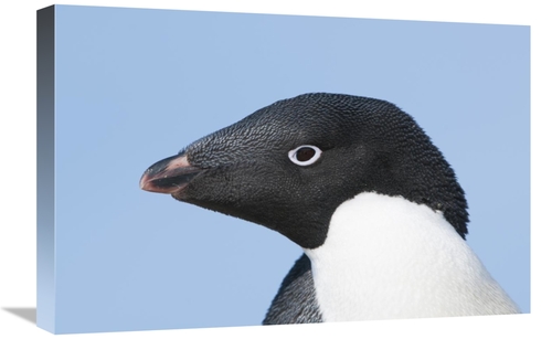Global Gallery GCS-395614-1624-142 16 x 24 in. Adelie Penguin Portrait