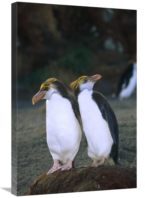 Global Gallery GCS-452445-2030-142 20 x 30 in. Royal Penguin Pair on N