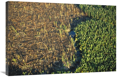 Global Gallery GCS-398123-2436-142 24 x 36 in. Remnant Mangroves in Ma