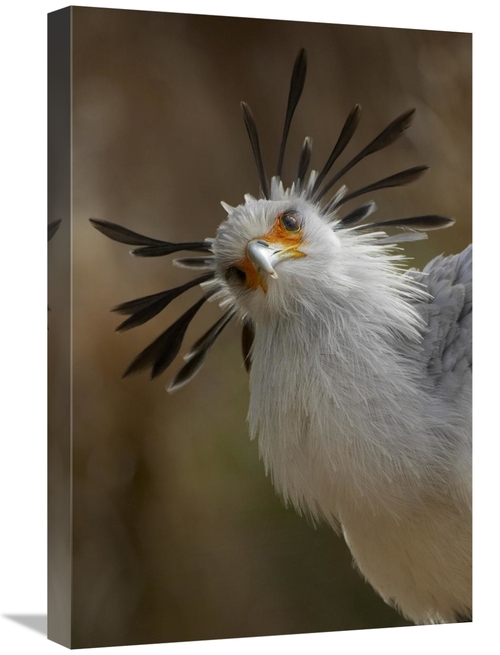 Global Gallery GCS-450902-1624-142 16 x 24 in. Secretary Bird Portrait