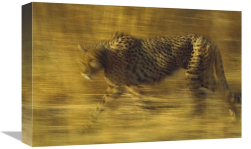 Global Gallery GCS-396184-1218-142 12 x 18 in. Cheetah Running Through