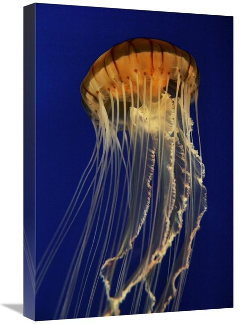 Global Gallery GCS-453573-1624-142 16 x 24 in. Pacific Sea Nettle Spre