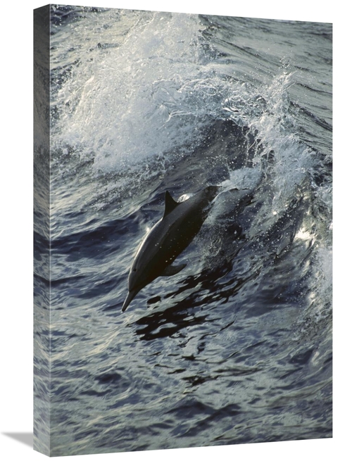 Global Gallery GCS-395650-1624-142 16 x 24 in. Spinner Dolphin Jumping