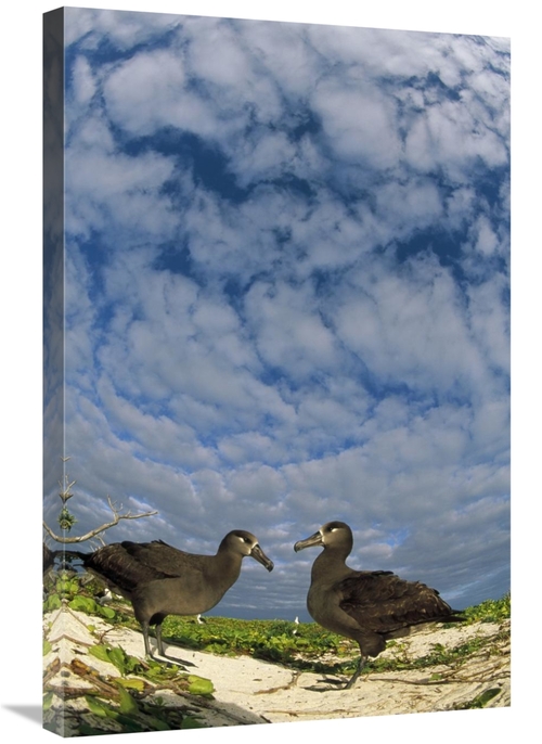 Global Gallery GCS-451438-2030-142 20 x 30 in. Black-Footed Albatross 