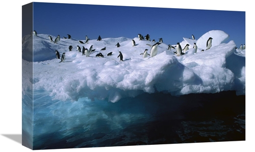 Global Gallery GCS-453393-1218-142 12 x 18 in. Adelie Penguins on Iceb