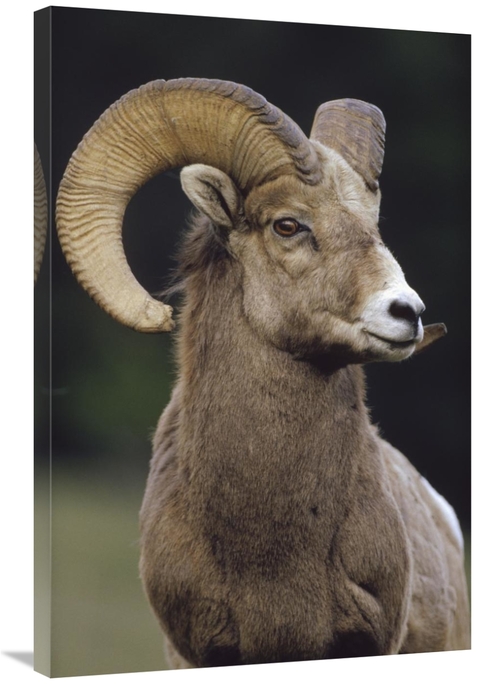 Global Gallery GCS-396687-2436-142 24 x 36 in. Bighorn Sheep Male Port