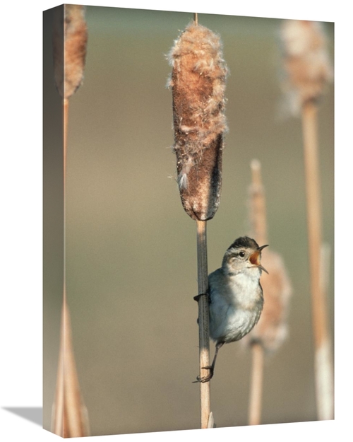 Global Gallery GCS-396753-1218-142 12 x 18 in. Marsh Wren Singing Whil