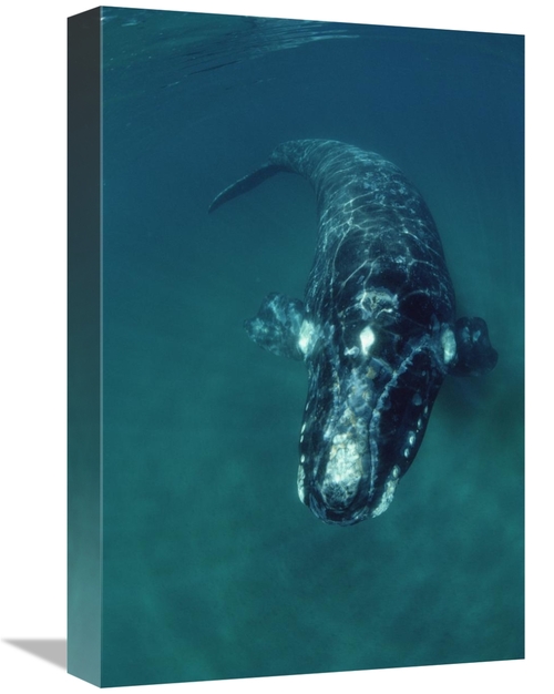Global Gallery GCS-450652-1218-142 12 x 18 in. Southern Right Whale Sw