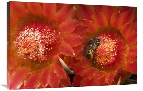 Global Gallery GCS-397743-2436-142 24 x 36 in. Cactus Bee Feeding on B
