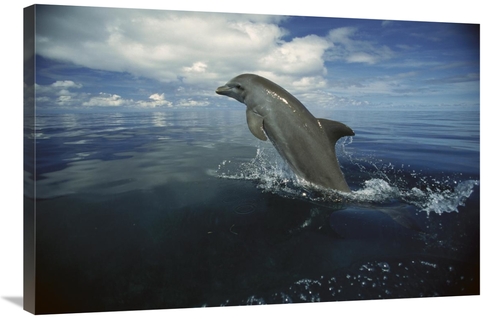 Global Gallery GCS-452639-2436-142 24 x 36 in. Bottlenose Dolphin Leap