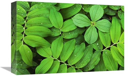 Global Gallery GCS-398243-1218-142 12 x 18 in. Eurasian Solomons Seal 