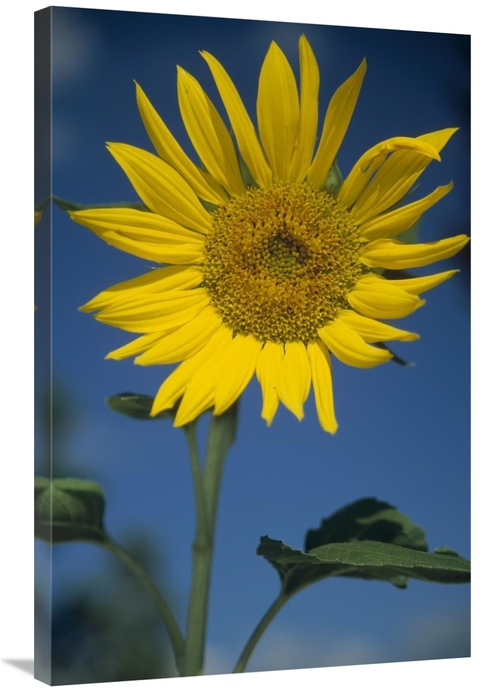 Global Gallery GCS-451954-2436-142 24 x 36 in. Common Sunflower Flower