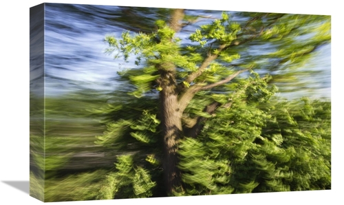 Global Gallery GCS-398496-1218-142 12 x 18 in. English Oak Blowing in 