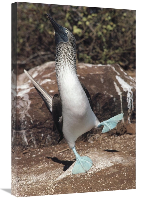 Global Gallery GCS-451277-2030-142 20 x 30 in. Blue-Footed Booby Court