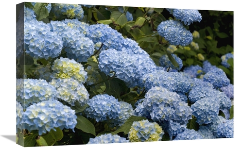 Global Gallery GCS-398406-1624-142 16 x 24 in. Bigleaf Hydrangea Madam