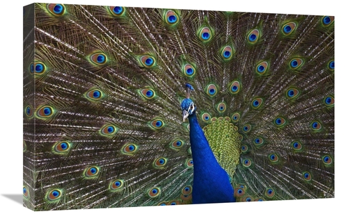 Global Gallery GCS-396939-1624-142 16 x 24 in. Indian Peafowl Male wit