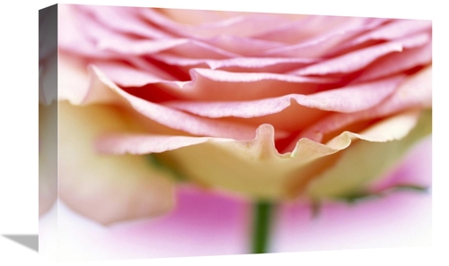 Global Gallery GCS-398265-1218-142 12 x 18 in. Close Up of Rose Showin