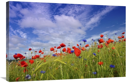 Global Gallery GCS-398054-2436-142 24 x 36 in. Field with Flowering Re