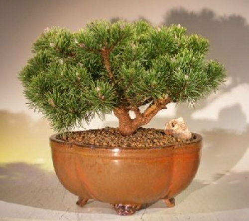 Mugo Pine Bonsai Tree Large (pinus mugo 'valley cushion')