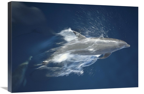 Global Gallery GCS-451141-2030-142 20 x 30 in. Bottlenose Dolphin Leap