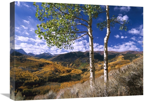 Global Gallery GCS-396964-1824-142 18 x 24 in. Aspen Trees in Fall-Col