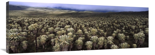 Global Gallery GCS-453128-44-142 44 in. Paramo Flower Field, El An