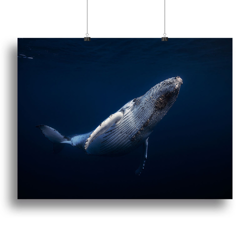 Humpback Whale Canvas Print or Poster