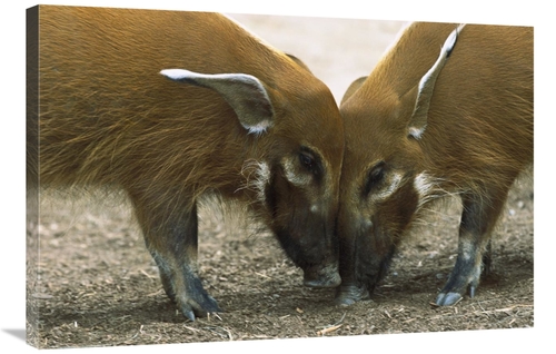 Global Gallery GCS-398164-2436-142 24 x 36 in. Red River Hog Pair Stan