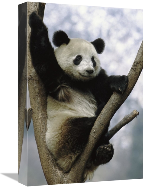 Global Gallery GCS-397901-1218-142 12 x 18 in. Giant Panda in Tree,