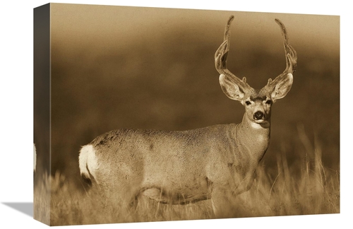 Global Gallery GCS-453687-1216-142 12 x 16 in. Mule Deer Male in Dry G