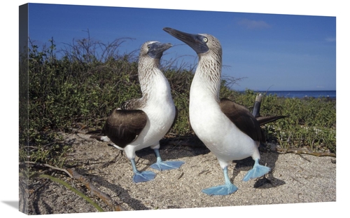 Global Gallery GCS-451382-2030-142 20 x 30 in. Blue-Footed Booby Pair 