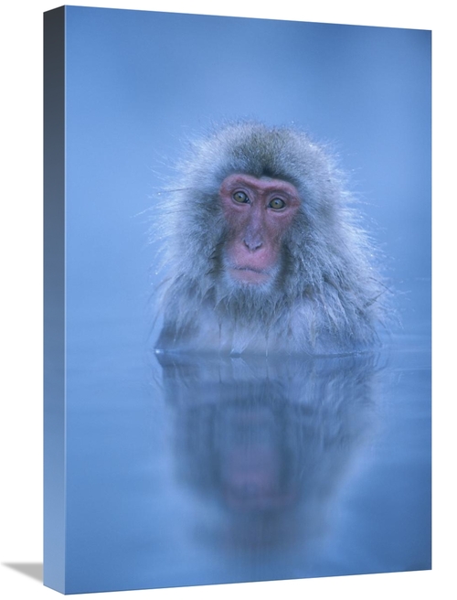 Global Gallery GCS-395360-1624-142 16 x 24 in. Japanese Macaque Bathin