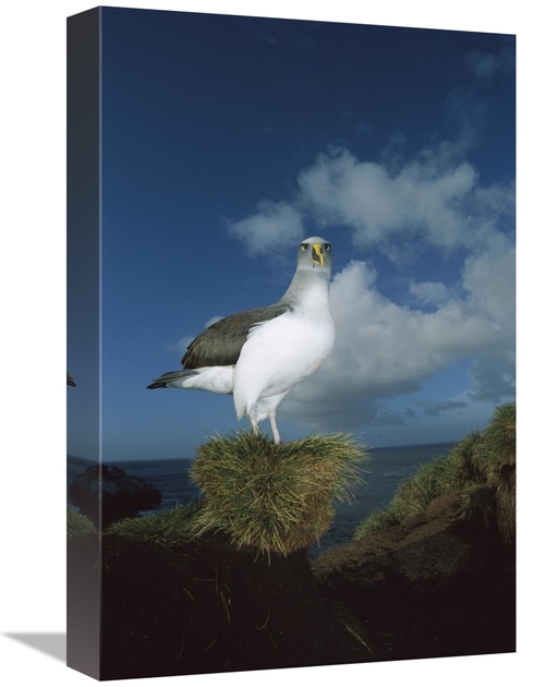 12 x 18 in. Bullers Albatross Breeding Adult with Colorful Bill, S