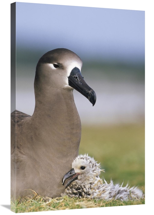Global Gallery GCS-451440-2436-142 24 x 36 in. Black-Footed Albatross 
