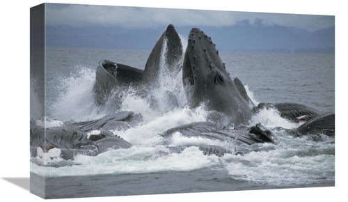 Global Gallery GCS-397852-1218-142 12 x 18 in. Humpback Whale Cooperat