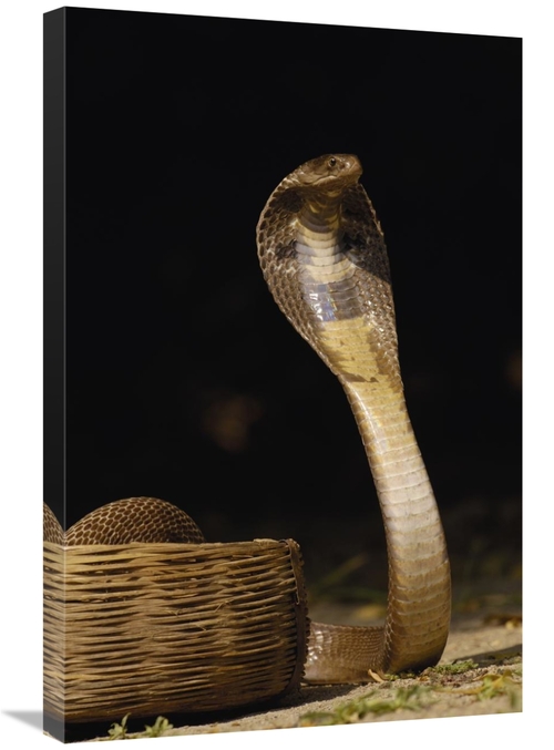 Global Gallery GCS-453063-2030-142 20 x 30 in. Spectacled Cobra with H