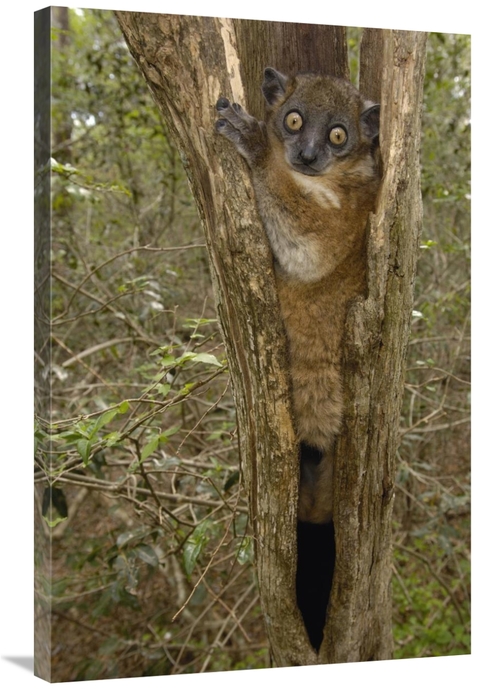 Global Gallery GCS-453044-2436-142 24 x 36 in. Red-Tailed Sportive Lem