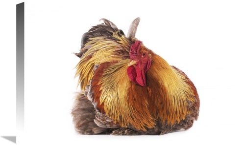 Global Gallery GCS-397521-1624-142 16 x 24 in. Domestic Chicken, P