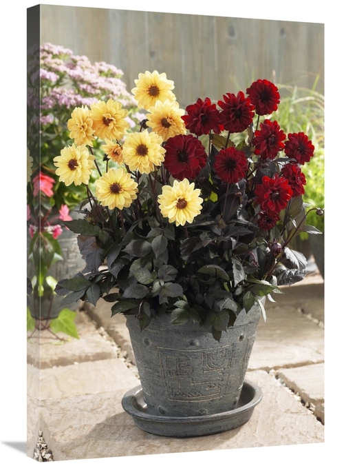 Global Gallery GCS-398407-2030-142 20 x 30 in. Dahlia Yellow Chic & Ch