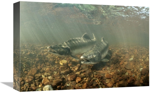 Global Gallery GCS-451872-1218-142 12 x 18 in. Pink Salmon Pair Underw