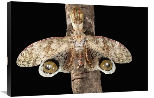 Global Gallery GCS-398555-2436-142 24 x 36 in. Lantern Bug with False 