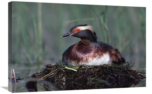 Global Gallery GCS-396730-2030-142 20 x 30 in. Horned Grebe Parent Inc