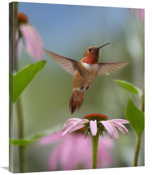 Global Gallery GCS-396280-2835-142 28 x 35 in. Rufous Hummingbird Male