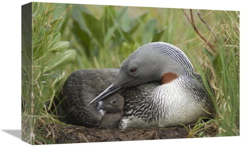 Global Gallery GCS-451940-1218-142 12 x 18 in. Red-Throated Loon with 