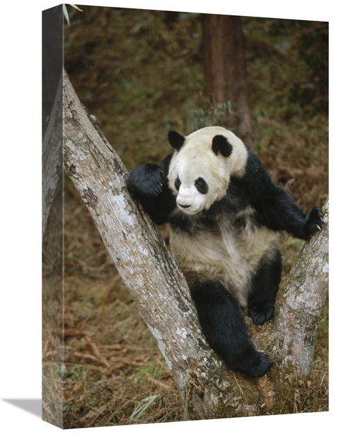 Global Gallery GCS-452300-1218-142 12 x 18 in. Giant Panda Resting in 