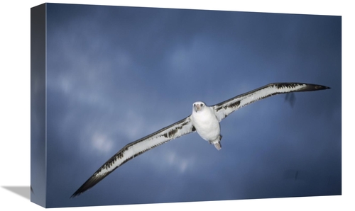 Global Gallery GCS-451432-1218-142 12 x 18 in. Laysan Albatross Flying