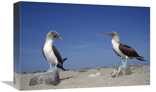 Global Gallery GCS-451394-1218-142 12 x 18 in. Blue-Footed Booby Pair&