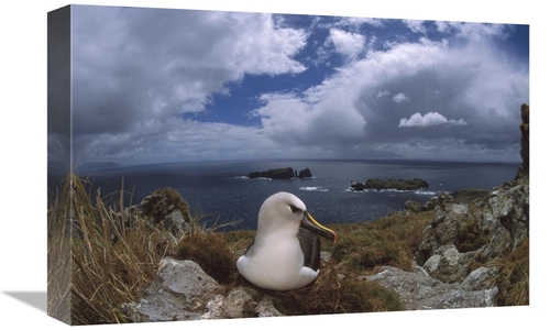 Global Gallery GCS-451796-1218-142 12 x 18 in. Yellow-Nosed Albatross 